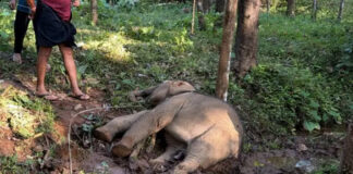 ആനക്കൂട്ടം മറിച്ചിട്ട മരം വീണ് പൊട്ടിവീണ വൈദ്യുതക്കമ്പിയിൽനിന്ന് ഷോക്കേറ്റ് കുട്ടികൊമ്പൻ ചരിഞ്ഞു