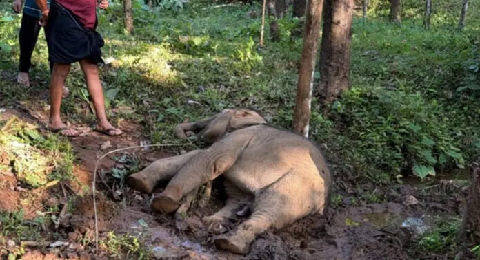 ആനക്കൂട്ടം മറിച്ചിട്ട മരം വീണ് പൊട്ടിവീണ വൈദ്യുതക്കമ്പിയിൽനിന്ന് ഷോക്കേറ്റ് കുട്ടികൊമ്പൻ ചരിഞ്ഞു ആനക്കൂട്ടം മറിച്ചിട്ട മരം വീണ് പൊട്ടിവീണ വൈദ്യുതക്കമ്പിയിൽനിന്ന് ഷോക്കേറ്റ് കുട്ടികൊമ്പൻ ചരിഞ്ഞു