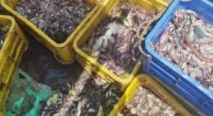 അനധികൃത മത്സ്യ ബന്ധനം നടത്തിയ മത്സ്യബന്ധന ബോട്ട് പിടികൂടി ഫിഷറീസ് മറൈന് എൻഫോഴ്സ്മെന്റ് അനധികൃത മത്സ്യ ബന്ധനം നടത്തിയ മത്സ്യബന്ധന ബോട്ട് പിടികൂടി ഫിഷറീസ് മറൈന് എൻഫോഴ്സ്മെന്റ്
