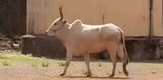 കശാപ്പിനായി എത്തിച്ച കാള കയർ പൊട്ടി വിരണ്ടോടിയത് ആശങ്ക പരത്തി
