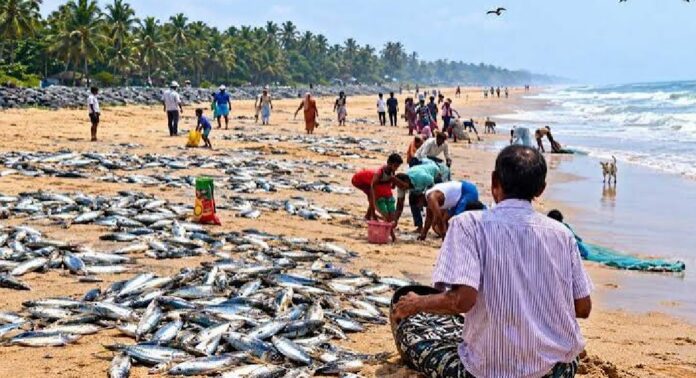 മന്ദലാംകുന്ന് കരയിലേക്ക് അടിച്ചുകയറിയത് കിലോക്കണക്കിന് ചാള മീനുകൾ മന്ദലാംകുന്ന് കരയിലേക്ക് അടിച്ചുകയറിയത് കിലോക്കണക്കിന് ചാള മീനുകൾ
