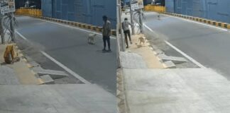 മാനസിക വെല്ലുവിളി നേരിടുന്ന സ്ത്രീയെ ലൈംഗികമായി ഉപദ്രവിക്കാൻ ശ്രമം ; യുവാവിനെ ആക്രമിച്ചോടിച്ച് തെരുവുനായ്ക്കൾ