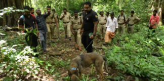 എട്ട് ദിവസം നടത്തിയ തെരച്ചിലിലും തെളിവുകള് ലഭിച്ചില്ല : കുട്ടിയമ്മയുടെ തിരോധാനത്തില് ദുരൂഹത ആരോപിച്ച് ബന്ധുക്കള്
