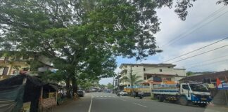 വടശ്ശേരിക്കര പാലത്തിന് സമീപം അപകടഭീഷണിയായി പിഴുത് വീഴാറായ മരം : നടപടിയില്ലാത്തതിൽ പ്രതിഷേധം ശക്തം