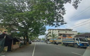 വടശ്ശേരിക്കര പാലത്തിന് സമീപം അപകടഭീഷണിയായി പിഴുത് വീഴാറായ മരം : നടപടിയില്ലാത്തതിൽ പ്രതിഷേധം ശക്തം