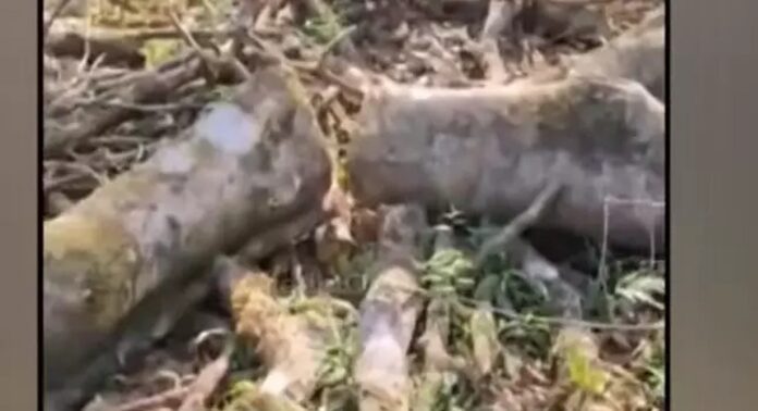 ചതുരംഗപ്പാറയിൽ സിഎച്ച്ആർ ഭൂമിയിൽ വ്യാപകമായി മരം മുറിച്ച് കടത്തിയതായി കണ്ടെത്തൽ ചതുരംഗപ്പാറയിൽ സിഎച്ച്ആർ ഭൂമിയിൽ വ്യാപകമായി മരം മുറിച്ച് കടത്തിയതായി കണ്ടെത്തൽ