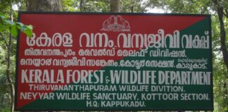 നെയ്യാർ വൈൽഡ് ലൈഫ് സാങ്ച്വറിയിലെ സ്വകാര്യ എസ്റ്റേറ്റിൽ കാട്ടുപോത്തിനെ വെടിവച്ചുകൊന്നു