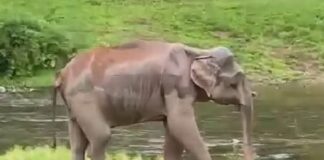 വാലിൽ ഗുരുതര പരിക്ക് , രണ്ടാഴ്ചയായിട്ടും കാട്ടാനയെ തിരിഞ്ഞുനോക്കാതെ വനംവകുപ്പ്