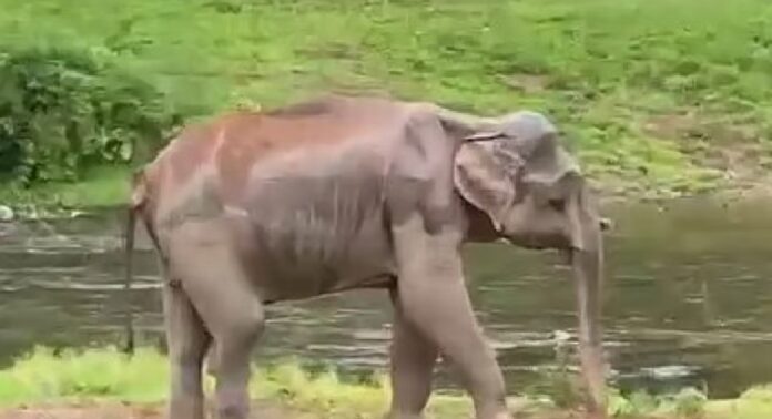 വാലിൽ ഗുരുതര പരിക്ക് , രണ്ടാഴ്ചയായിട്ടും കാട്ടാനയെ തിരിഞ്ഞുനോക്കാതെ വനംവകുപ്പ് വാലിൽ ഗുരുതര പരിക്ക് , രണ്ടാഴ്ചയായിട്ടും കാട്ടാനയെ തിരിഞ്ഞുനോക്കാതെ വനംവകുപ്പ്