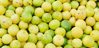ചെറുനാരങ്ങയ്ക്ക് തീവില ; ചില്ലറവിൽപന വില നിലവിൽ 250 രൂപയായി