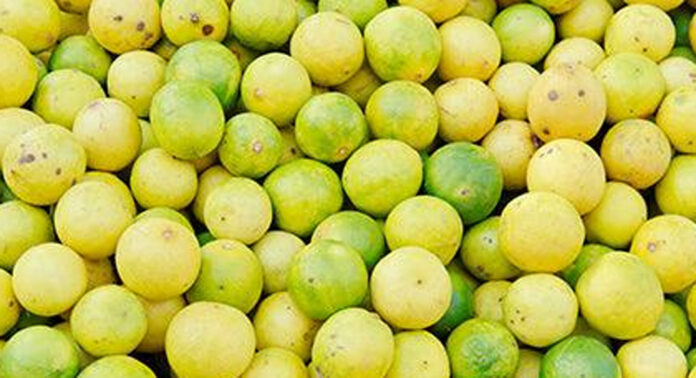 ചെറുനാരങ്ങയ്ക്ക് തീവില ; ചില്ലറവിൽപന വില നിലവിൽ 250 രൂപയായി ചെറുനാരങ്ങയ്ക്ക് തീവില ; ചില്ലറവിൽപന വില നിലവിൽ 250 രൂപയായി