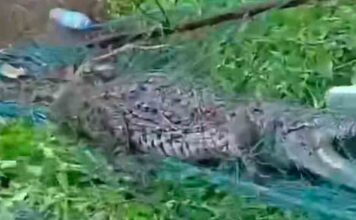 കോതയാർ പരിസരത്തെ ജനങ്ങളെ ഭീതിയിലാഴ്ത്തിയ ഭീമൻ മുതല ഒടുവിൽ പിടിയിൽ