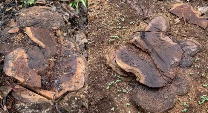 നിലമ്പൂരിൽ മരം കടത്താൻ ഉപയോഗിച്ച ലോറി വനവകുപ്പ് കസ്റ്റഡിയിൽ എടുത്തു നിലമ്പൂരിൽ മരം കടത്താൻ ഉപയോഗിച്ച ലോറി വനവകുപ്പ് കസ്റ്റഡിയിൽ എടുത്തു