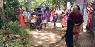 വടശ്ശേരിക്കരയില് വളർത്തുപൂച്ചയെ വിഴുങ്ങിയ കൂറ്റൻ പെരുമ്പാമ്പിനെ പിടികൂടി