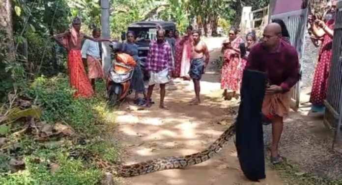 വടശ്ശേരിക്കരയില് വളർത്തുപൂച്ചയെ വിഴുങ്ങിയ കൂറ്റൻ പെരുമ്പാമ്പിനെ പിടികൂടി വടശ്ശേരിക്കരയില് വളർത്തുപൂച്ചയെ വിഴുങ്ങിയ കൂറ്റൻ പെരുമ്പാമ്പിനെ പിടികൂടി
