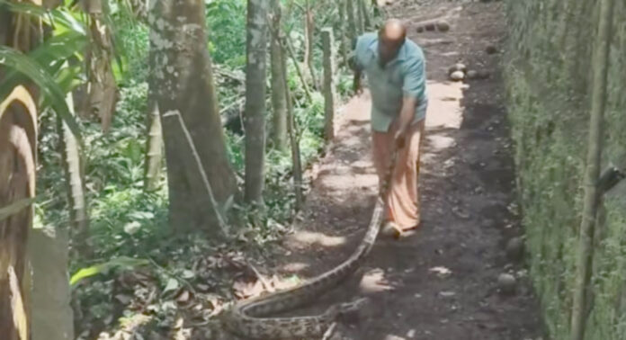 കോഴഞ്ചേരിയില് കൂറ്റന് പെരുമ്പാമ്പിനെ പിടികൂടി കോഴഞ്ചേരിയില് കൂറ്റന് പെരുമ്പാമ്പിനെ പിടികൂടി