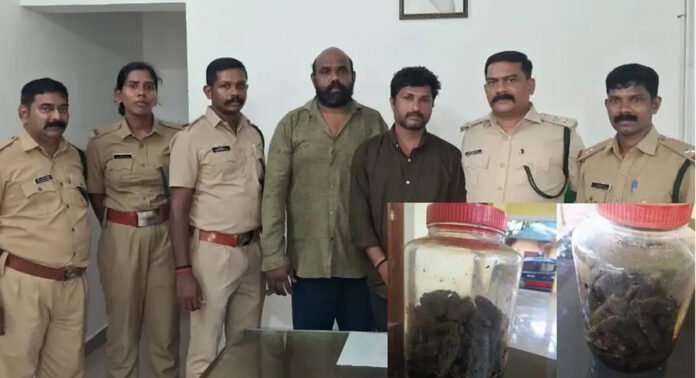 കോവളത്ത് കടൽവെളളരിയുമായി രണ്ടുപേർ അറസ്റ്റിൽ ; പിടിച്ചെടുത്തത് 80 കടൽവെള്ളരികൾ കോവളത്ത് കടൽവെളളരിയുമായി രണ്ടുപേർ അറസ്റ്റിൽ ; പിടിച്ചെടുത്തത് 80 കടൽവെള്ളരികൾ