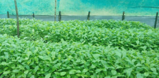 റാന്നി റെയ്ഞ്ച് പരിധിയിലുള്ള മുറിപ്പാറ നേഴ്സറിയിൽ തേക്കിന് തൈകള് വിതരണം തുടങ്ങി