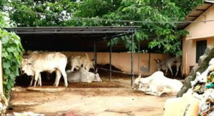 പത്തനംതിട്ടയിലെ അറവുശാലയ്ക്ക് മലനീകരണ നിയന്ത്രണ ബോര്ഡിന്റെ അംഗീകാരമില്ലെന്ന് പരാതി പത്തനംതിട്ടയിലെ അറവുശാലയ്ക്ക് മലനീകരണ നിയന്ത്രണ ബോര്ഡിന്റെ അംഗീകാരമില്ലെന്ന് പരാതി