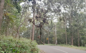 തണ്ണിത്തോട് റോഡില് അപകട ഭീഷണിയുയര്ത്തി തേക്കുമരത്തിന്റെ ചില്ല