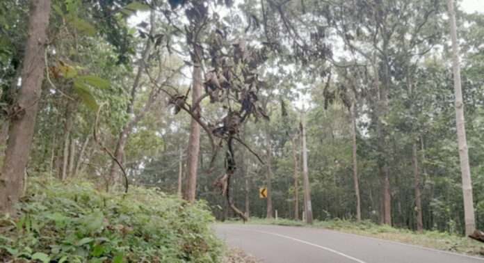 തണ്ണിത്തോട് റോഡില് അപകട ഭീഷണിയുയര്ത്തി തേക്കുമരത്തിന്റെ ചില്ല തണ്ണിത്തോട് റോഡില് അപകട ഭീഷണിയുയര്ത്തി തേക്കുമരത്തിന്റെ ചില്ല
