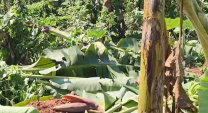 അരുവാപ്പുലത്ത് ശക്തമായ കാറ്റില് വാഴ കൃഷി നശിച്ചു : കര്ഷകര് ദുരിതത്തില് അരുവാപ്പുലത്ത് ശക്തമായ കാറ്റില് വാഴ കൃഷി നശിച്ചു : കര്ഷകര് ദുരിതത്തില്